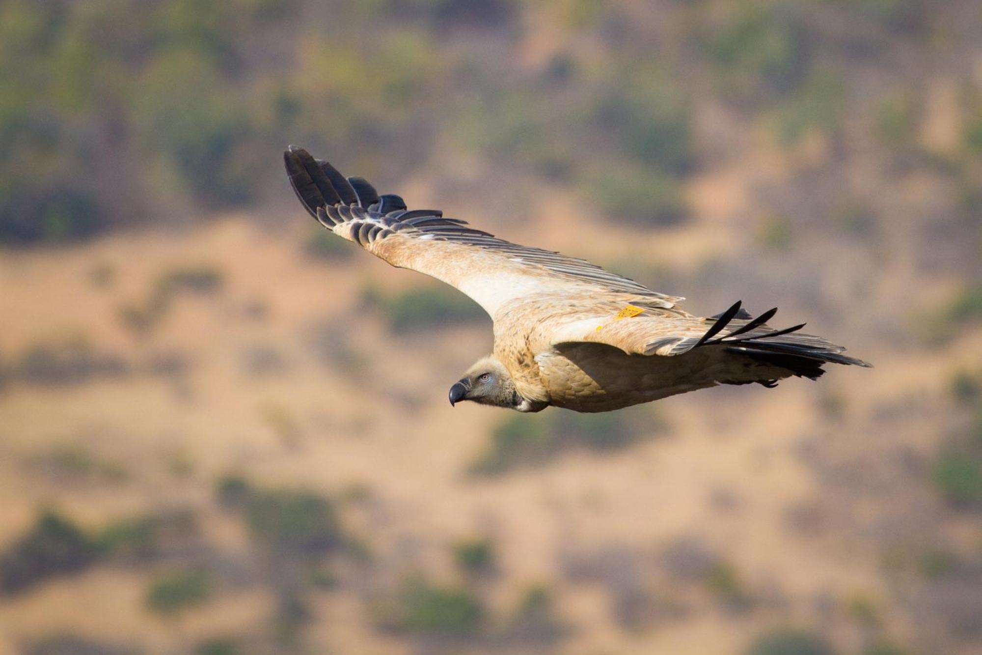 Cape Vulture Lodge הודספרויט מראה חיצוני תמונה